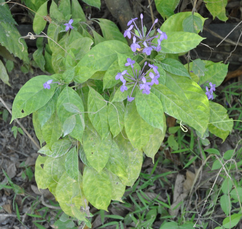 Изображение особи Pseuderanthemum crenulatum.