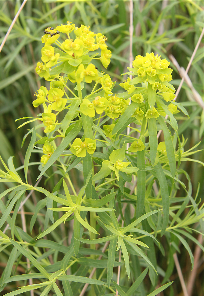 Image of Euphorbia virgata specimen.