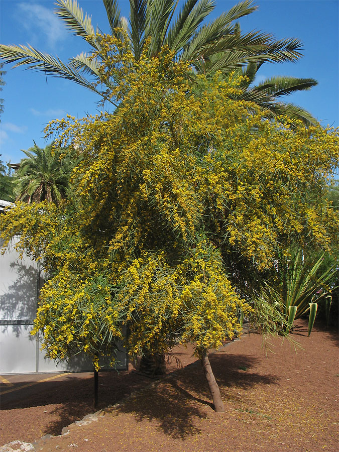 Image of Acacia saligna specimen.