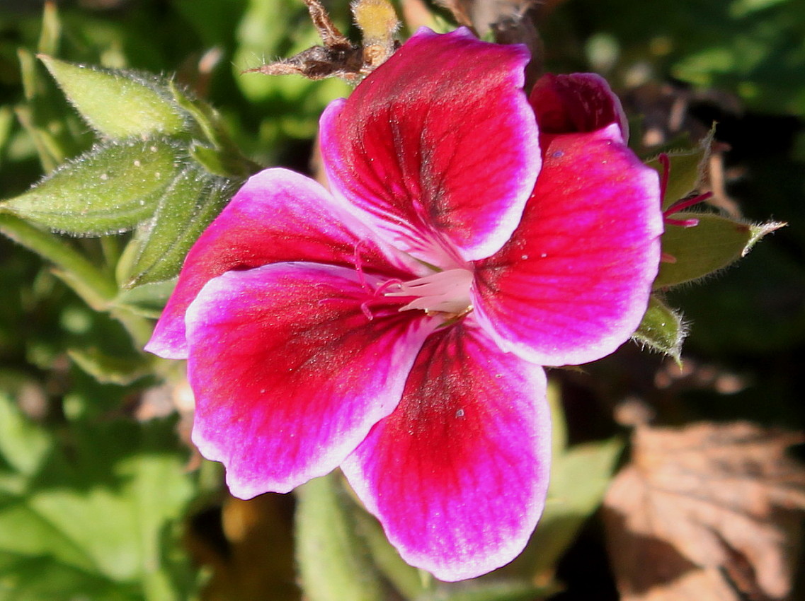 Image of Pelargonium &times; domesticum specimen.