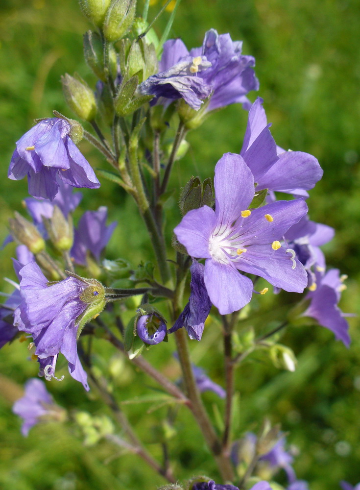 Image of Polemonium caeruleum specimen.