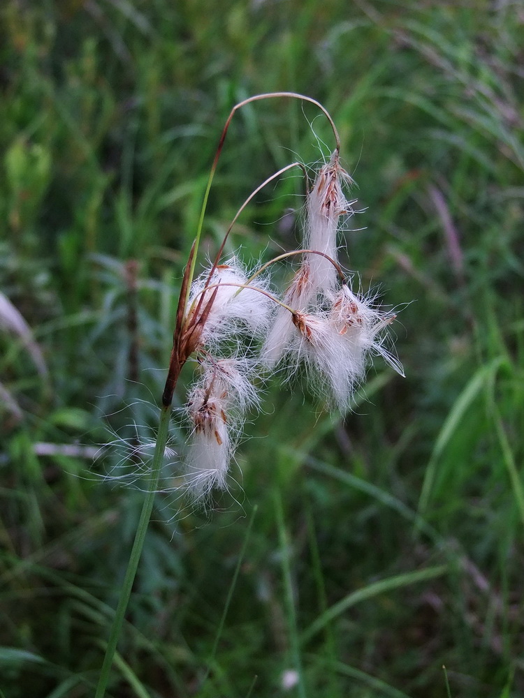 Изображение особи Eriophorum komarovii.