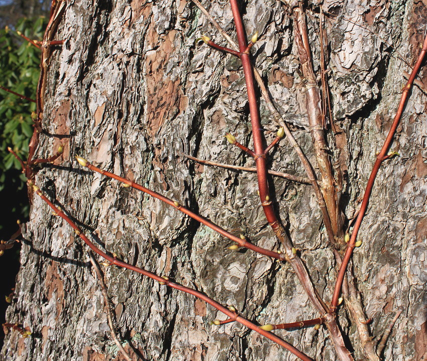 Image of Hydrangea petiolaris specimen.