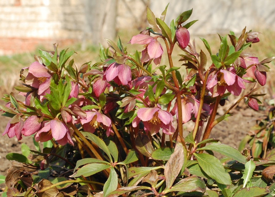 Image of Helleborus orientalis specimen.