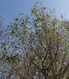 Baccharis halimifolia. Верхняя часть кроны вегетирующего растения. Германия, г. Дюссельдорф, Ботанический сад университета. 13.03.2014.