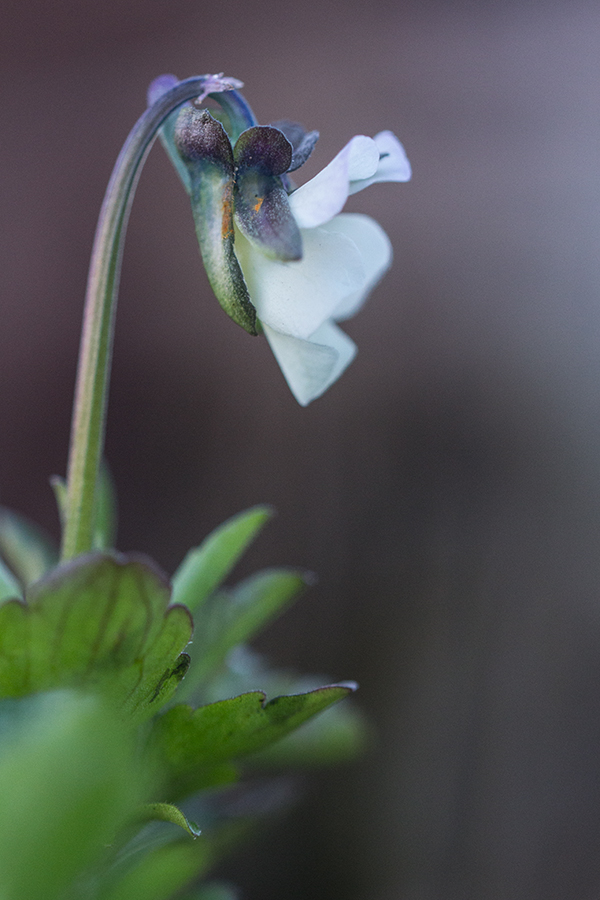 Image of Viola arvensis specimen.