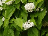 Catalpa speciosa