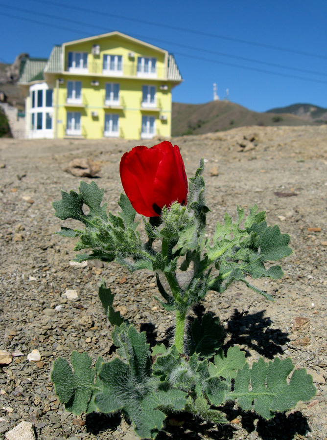 Изображение особи Glaucium corniculatum.