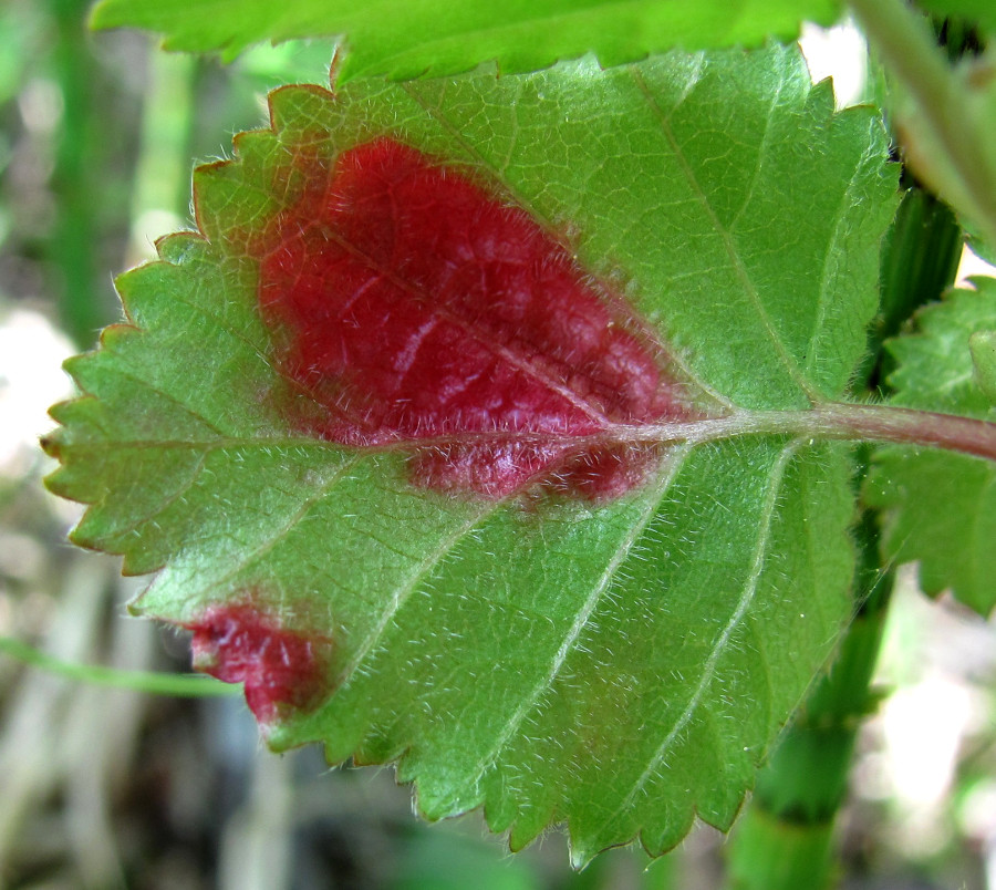 Изображение особи Betula pubescens.