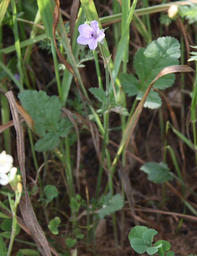 Image of Erodium gruinum specimen.