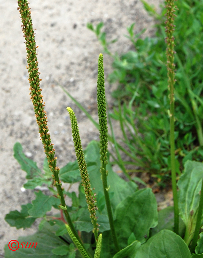 Изображение особи Plantago major.