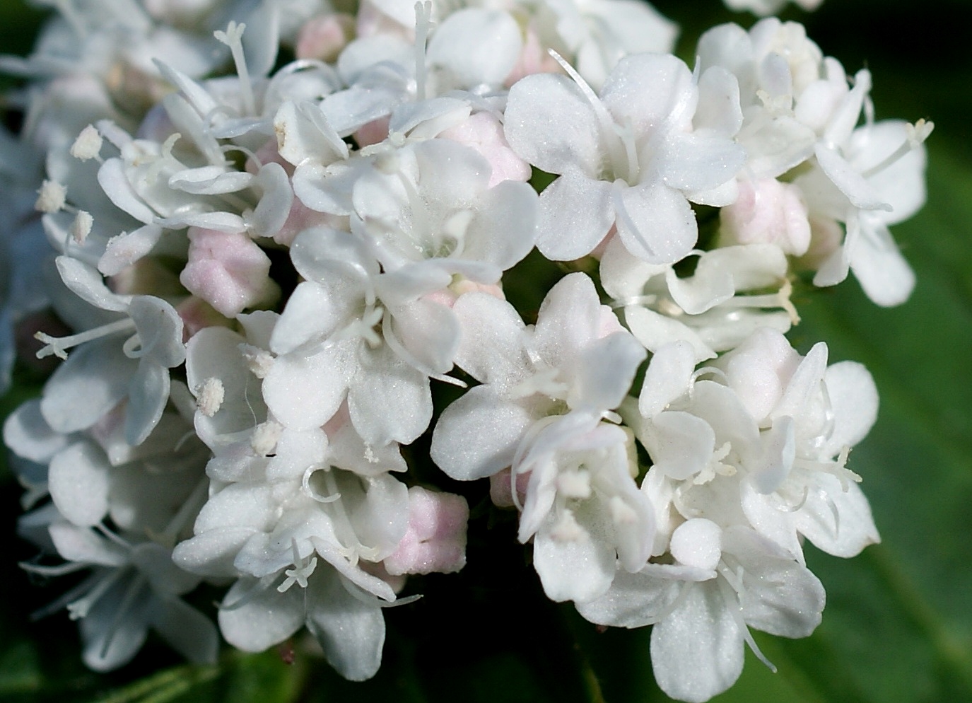 Image of genus Valeriana specimen.