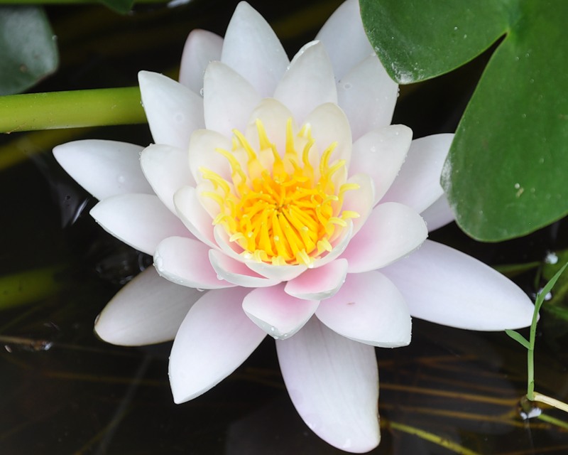 Image of Nymphaea candida specimen.