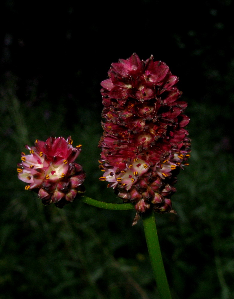 Изображение особи Sanguisorba officinalis.