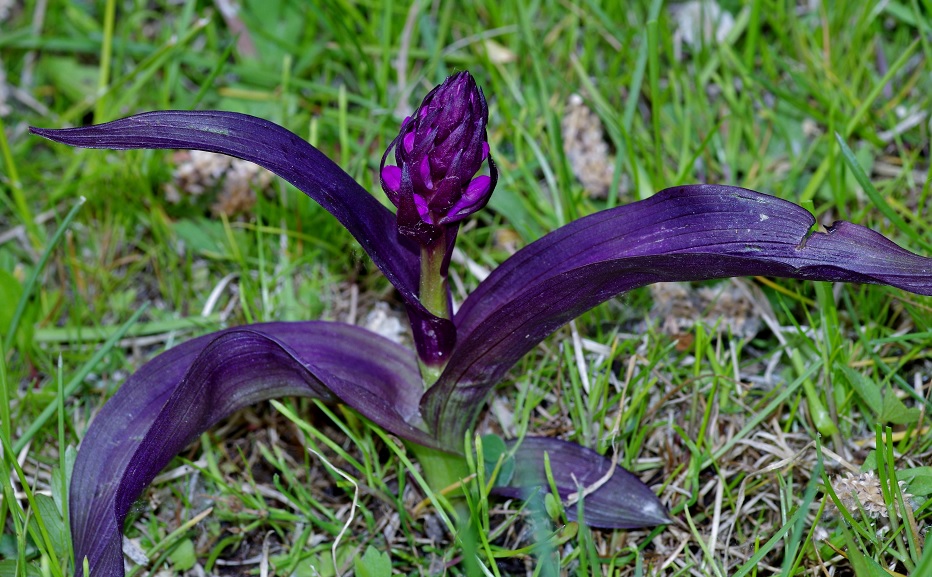 Image of Dactylorhiza umbrosa specimen.