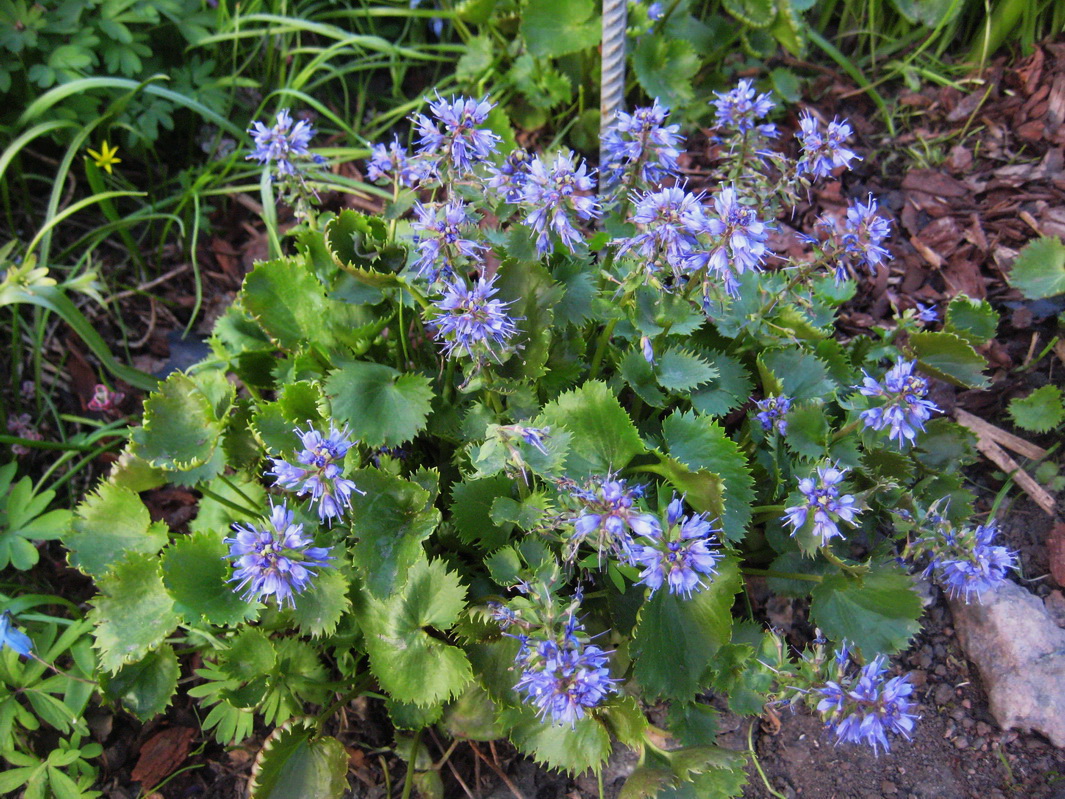 Изображение особи Synthyris missurica ssp. stellata.