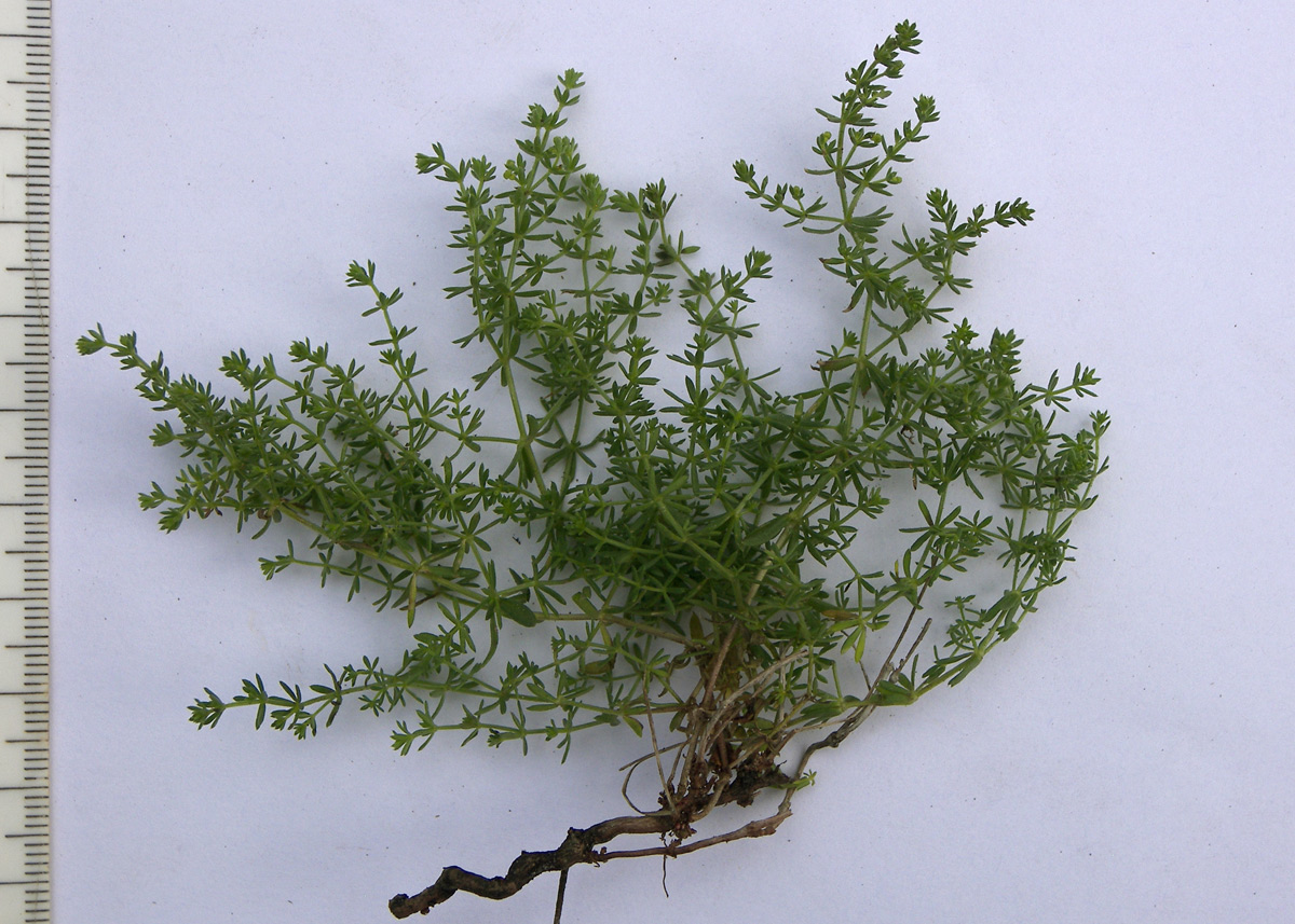 Image of Galium brachyphyllum specimen.