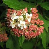 Physocarpus opulifolius. Плоды и цветки. Украина, г. Кривой Рог, Ботанический сад НАН Украины. 08.06.2009.