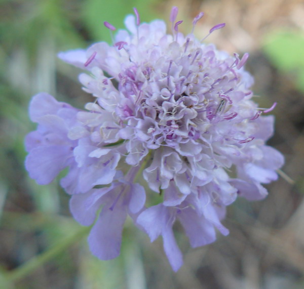 Изображение особи Scabiosa columbaria.