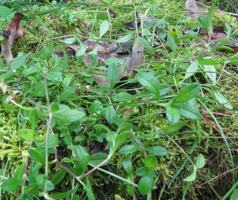 Image of Cerastium holosteoides specimen.