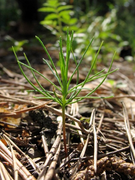 Изображение особи Pinus sylvestris.