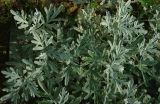 Artemisia stelleriana