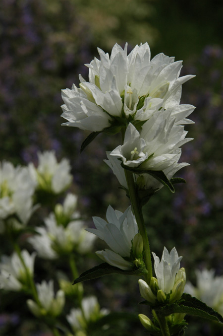 Image of Campanula glomerata specimen.