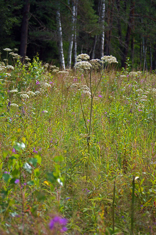 Image of Angelica sylvestris specimen.