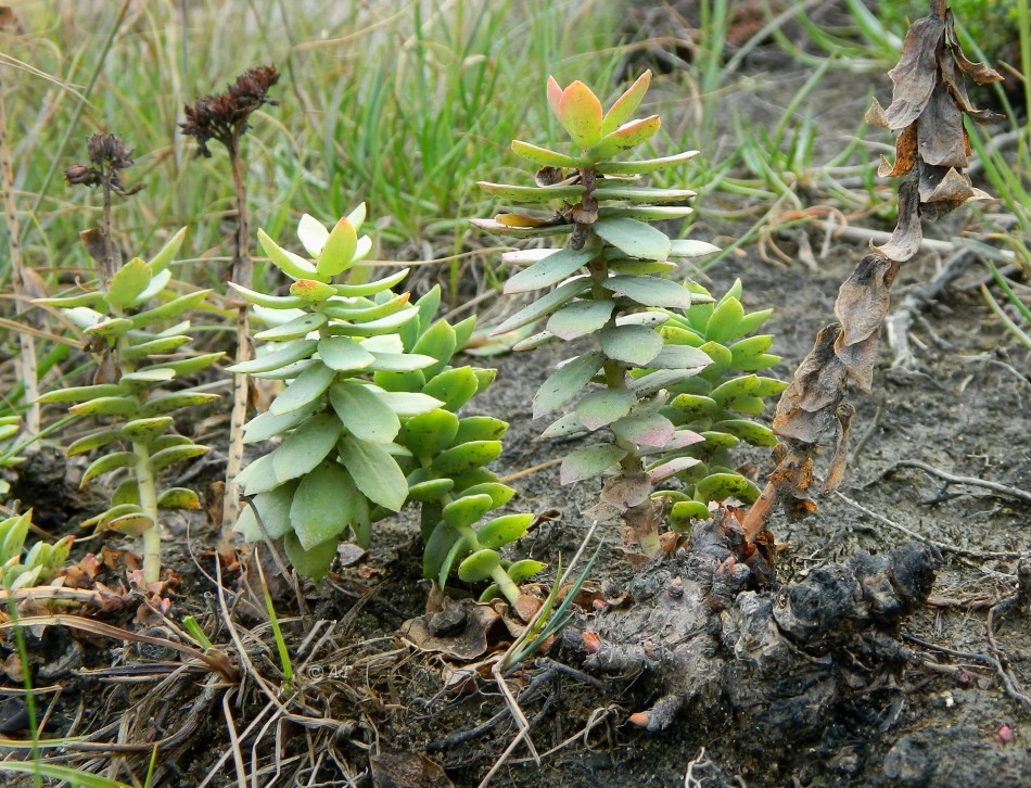 Image of Rhodiola rosea specimen.