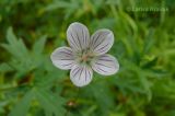 Geranium sieboldii