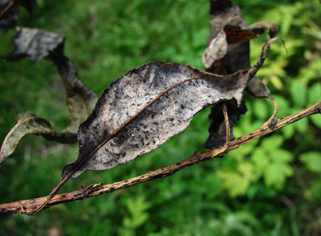 Image of Salix triandra specimen.