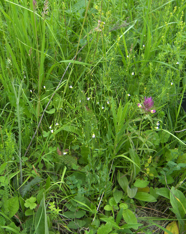 Изображение особи Linum catharticum.