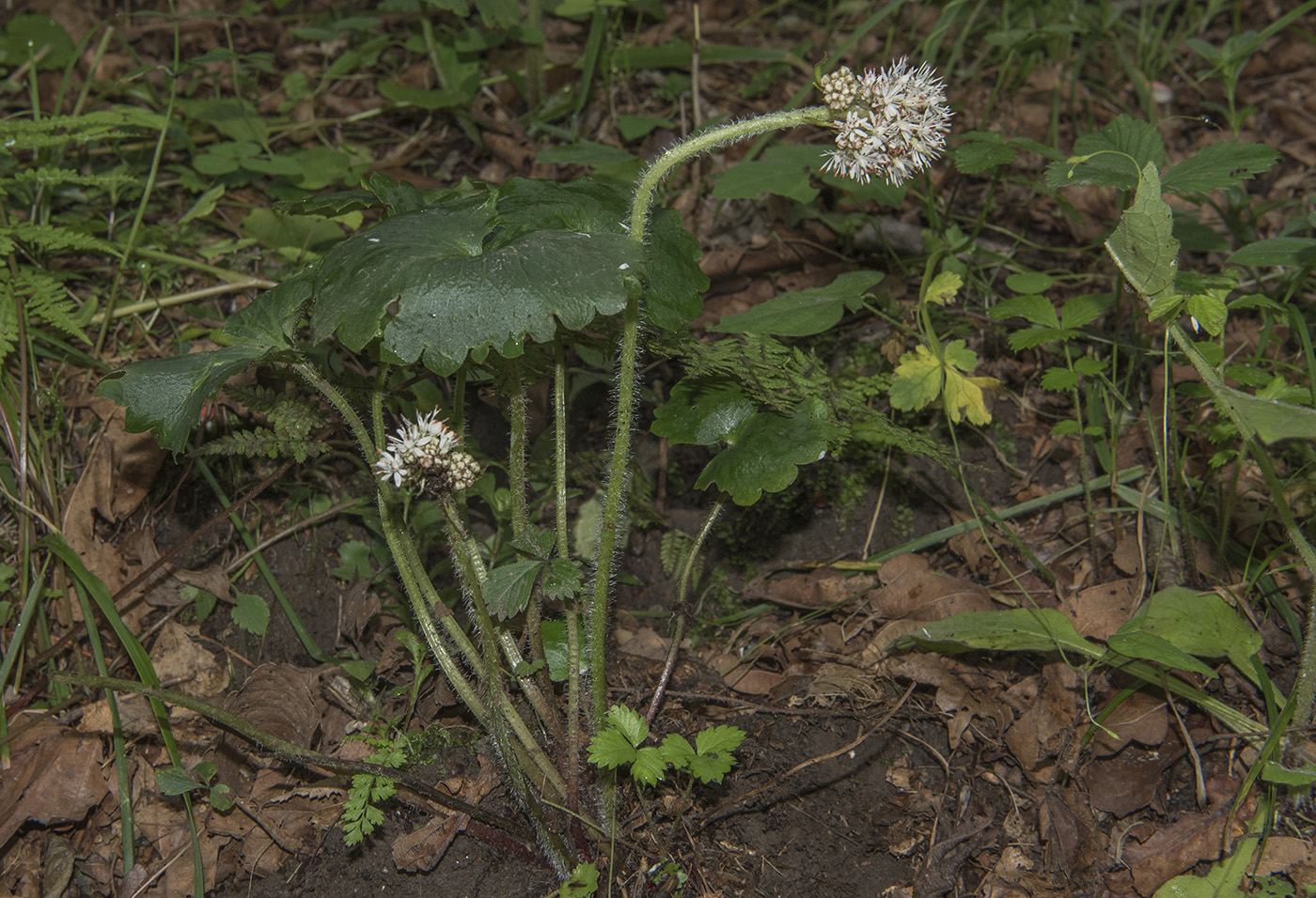 Изображение особи Micranthes manchuriensis.