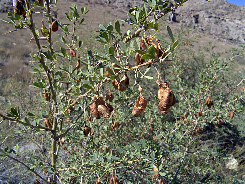 Image of Halimodendron halodendron specimen.