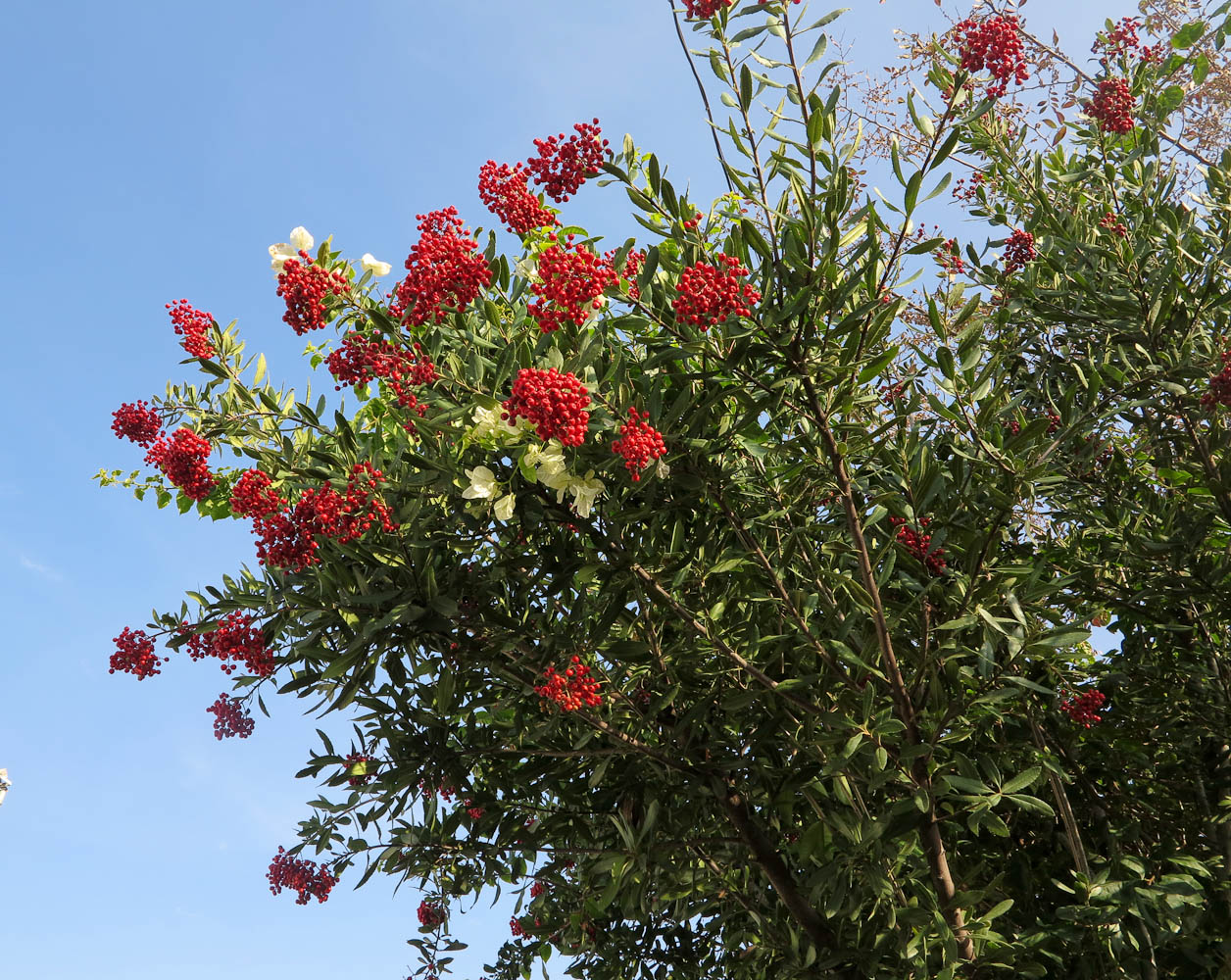 Image of Heteromeles arbutifolia specimen.