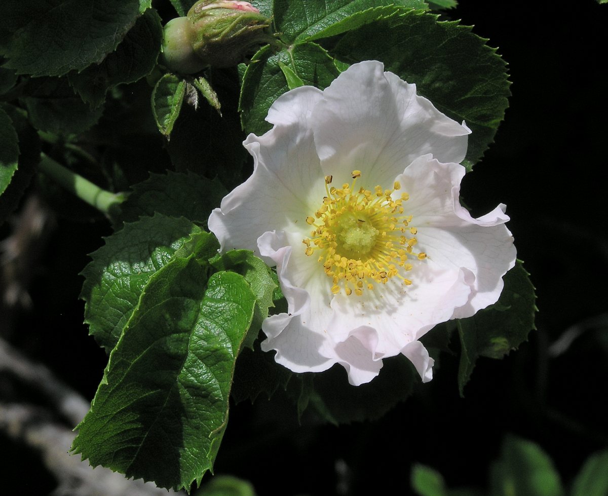 Image of genus Rosa specimen.