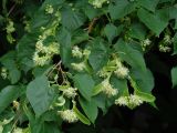 Tilia cordata. Ветвь с соцветиями и листьями. Иркутск, в озеленении. 06.07.2015.