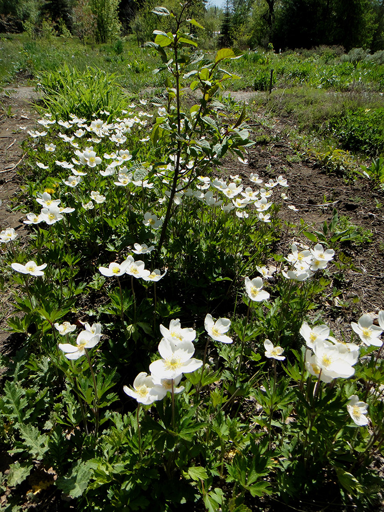 Изображение особи Anemone sylvestris.