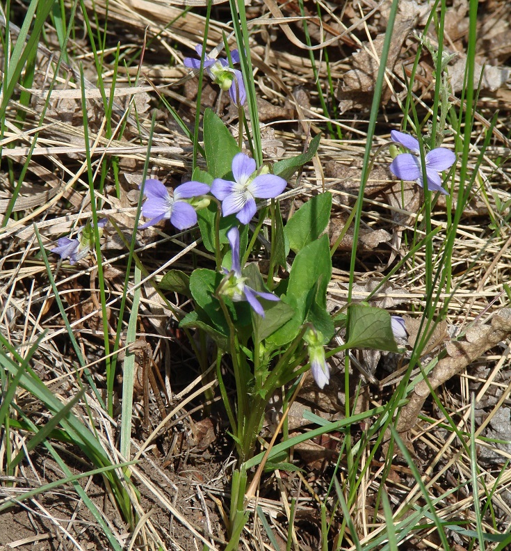 Image of Viola canina specimen.