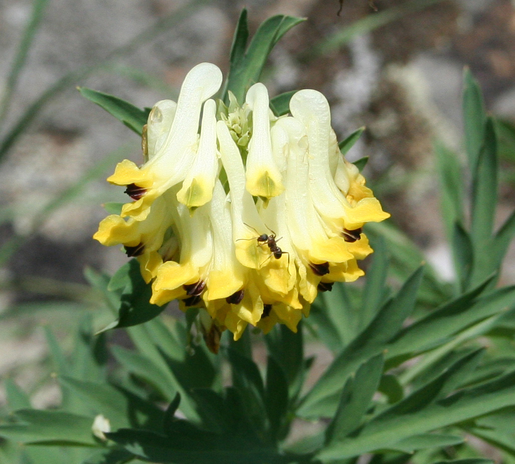 Image of Corydalis nobilis specimen.