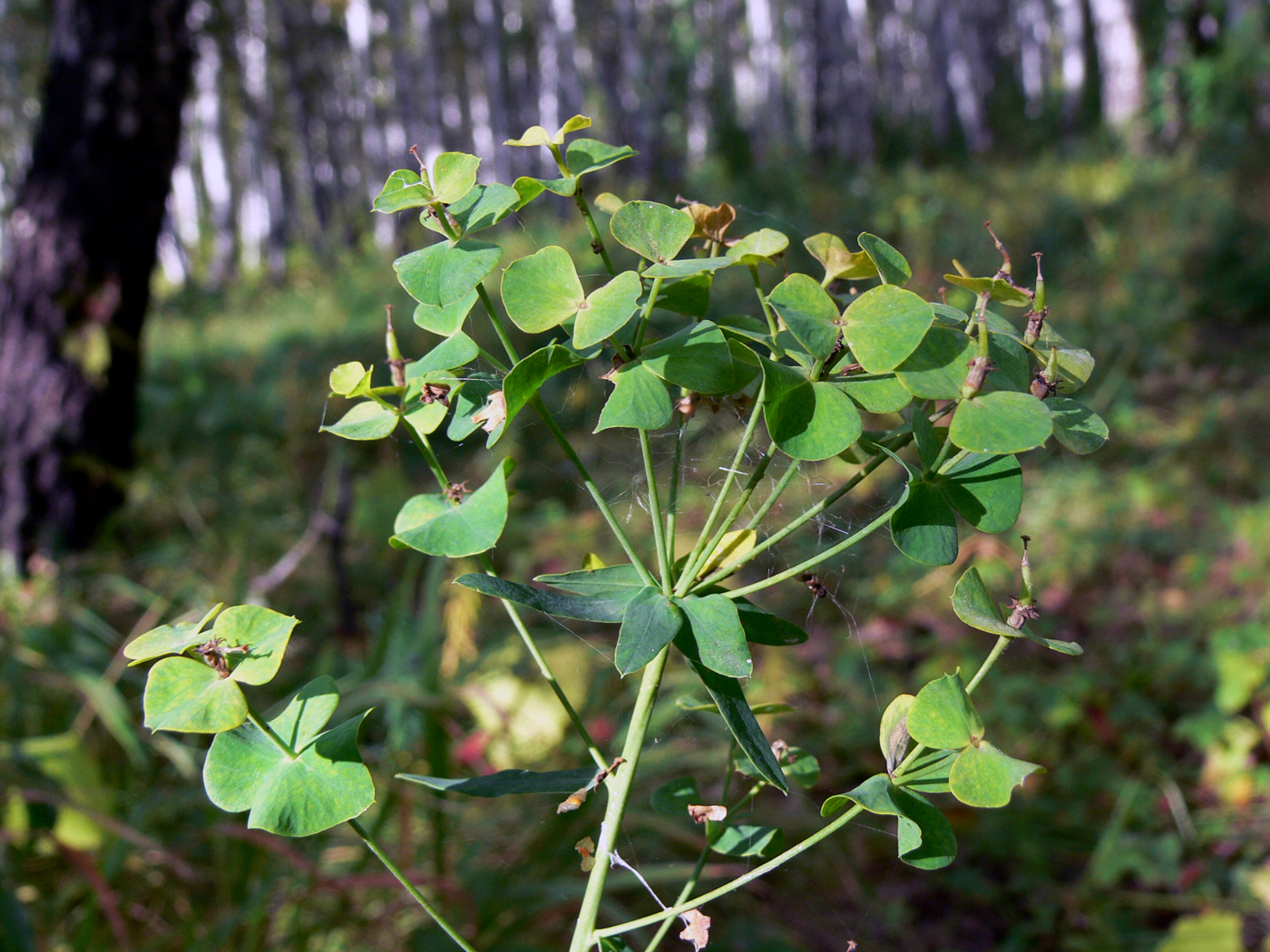 Изображение особи Euphorbia gmelinii.