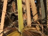 Washingtonia robusta