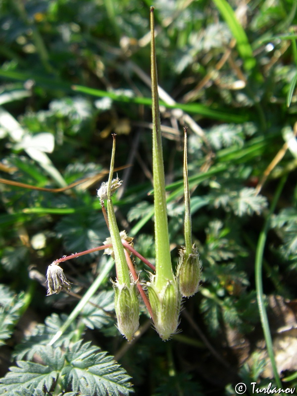 Изображение особи Erodium cicutarium.