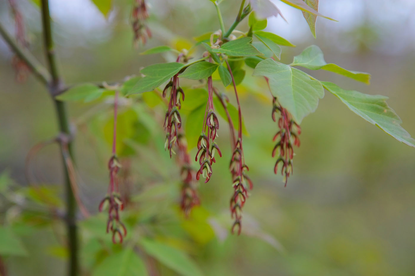 Image of Acer negundo specimen.