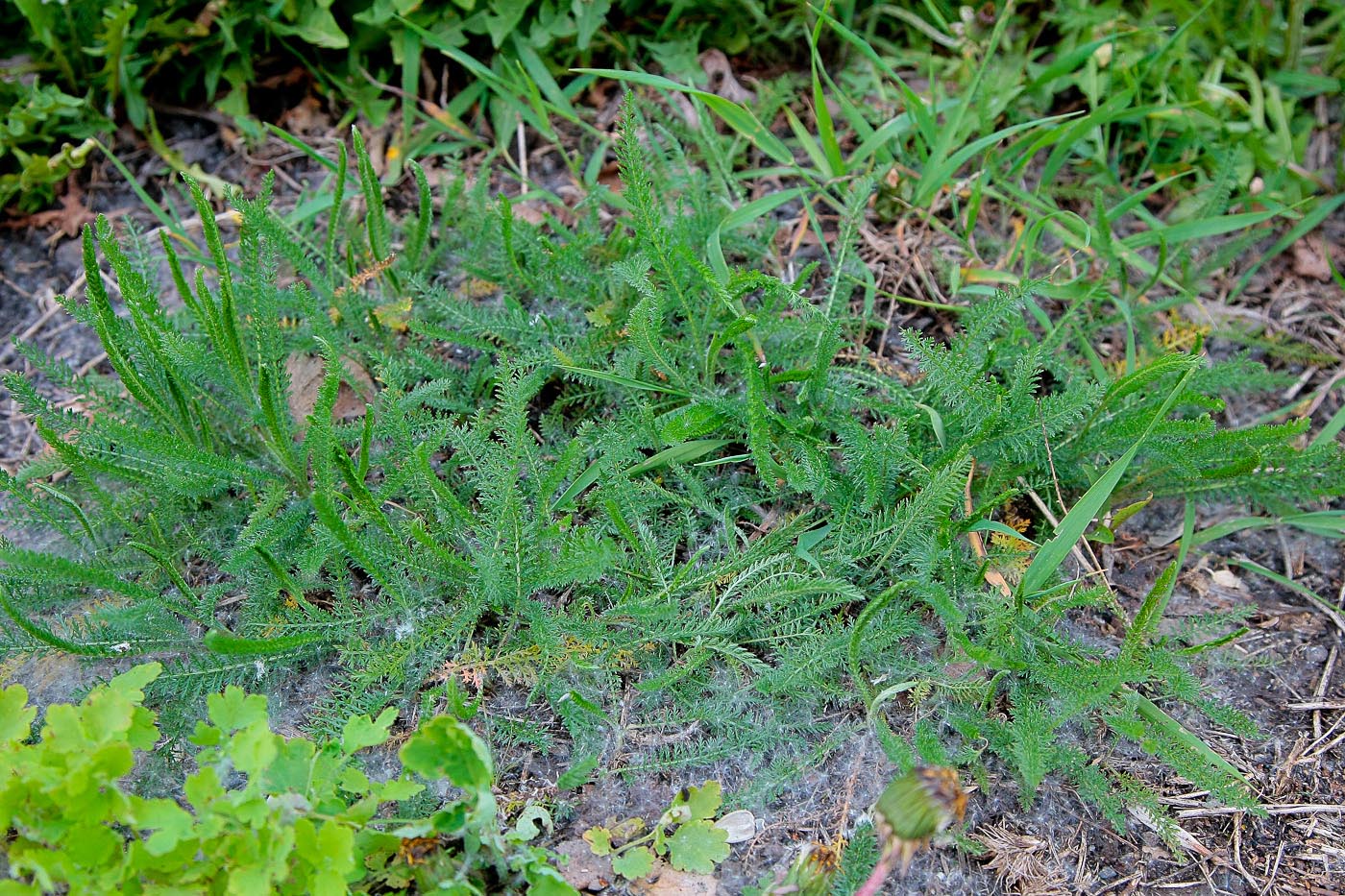 Image of Achillea millefolium specimen.