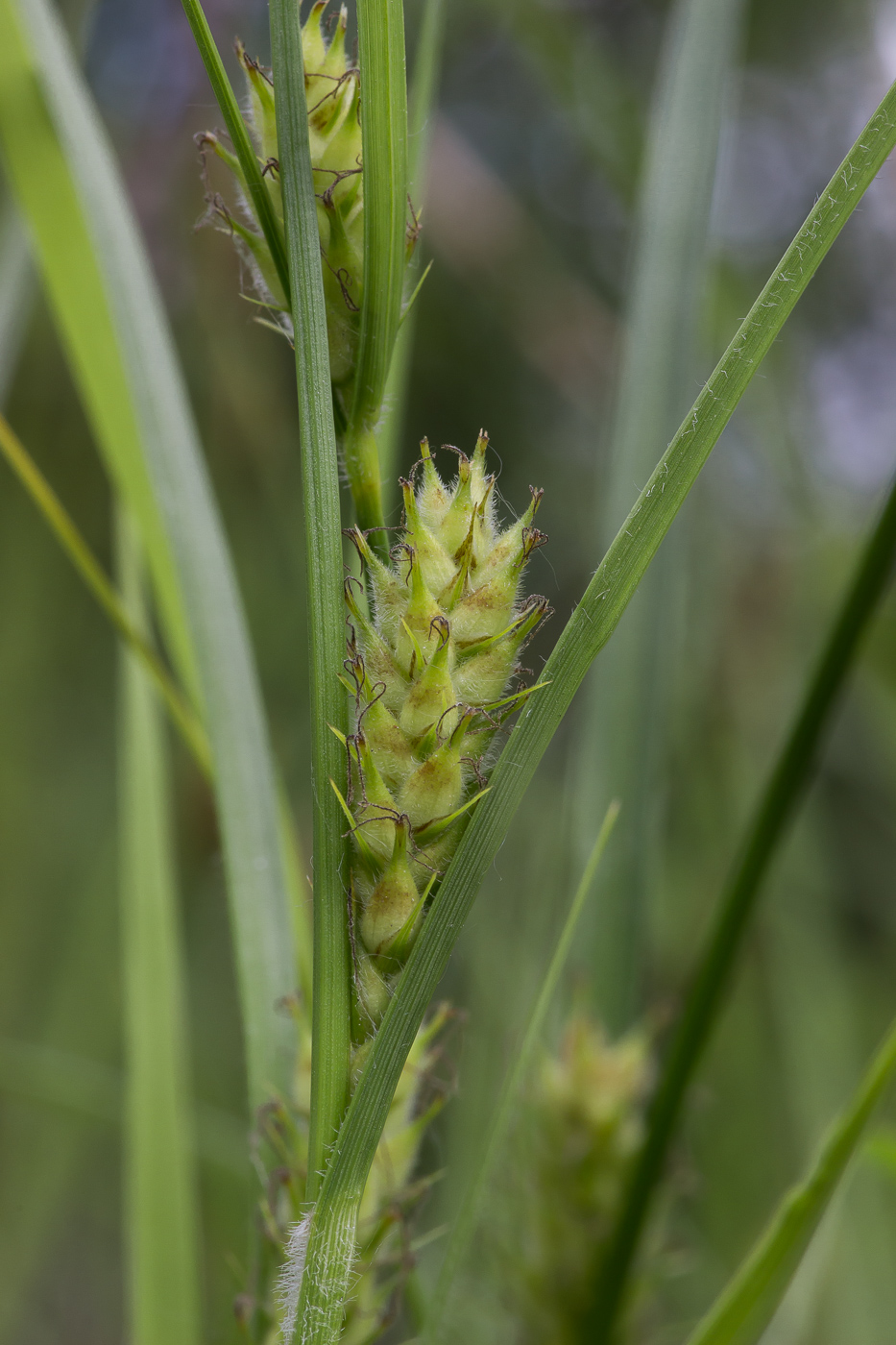 Image of Carex hirta specimen.