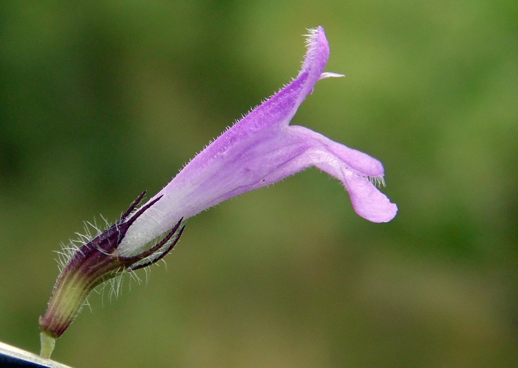 Image of Clinopodium caucasicum specimen.