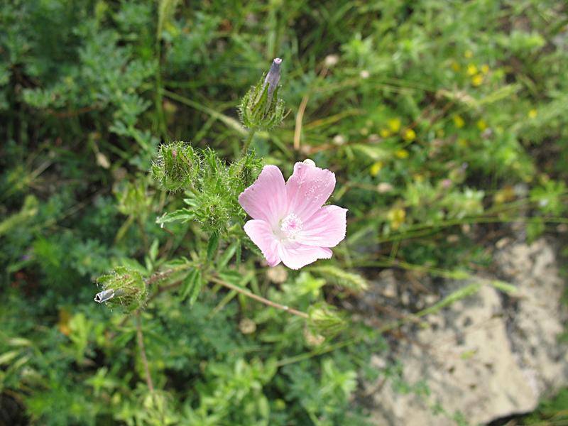 Image of Malva setigera specimen.