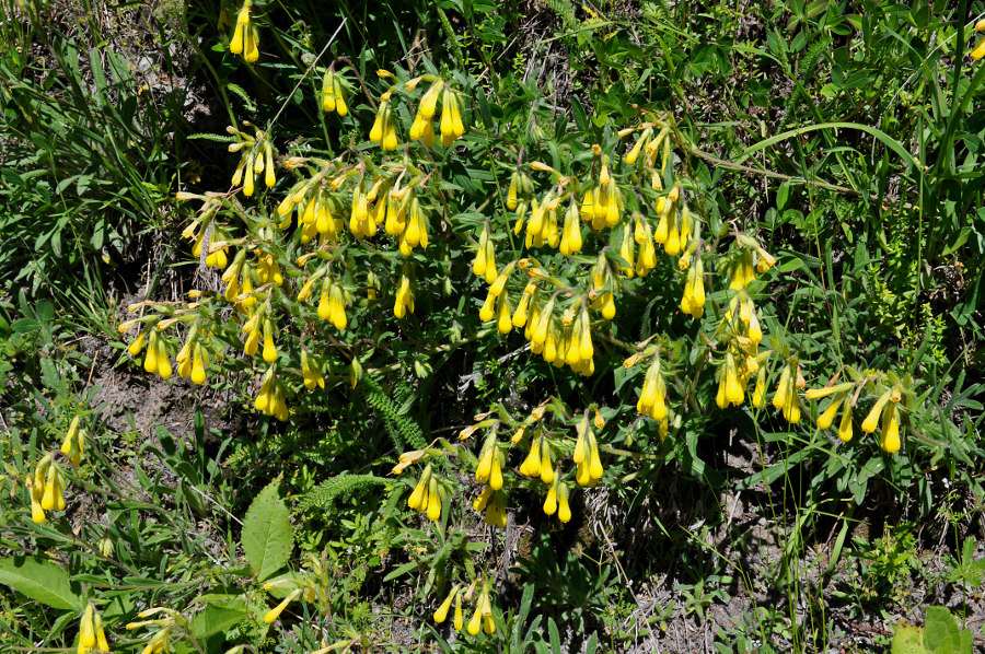 Изображение особи Onosma caucasica.