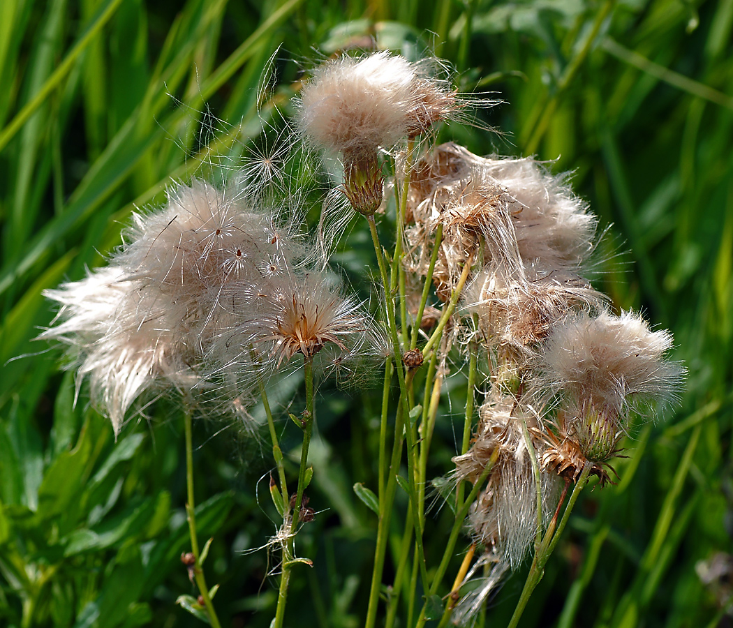 Изображение особи Cirsium setosum.